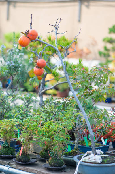 istock Japanese bonsai tree with fruit 1096985322