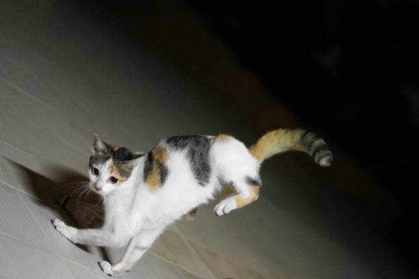 Dancing Hip Hop Cat at night