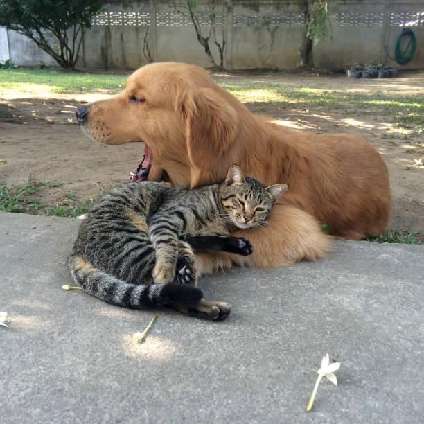 istock Tabby cat sleeping with yawning Golden Retriever dog 1096985952