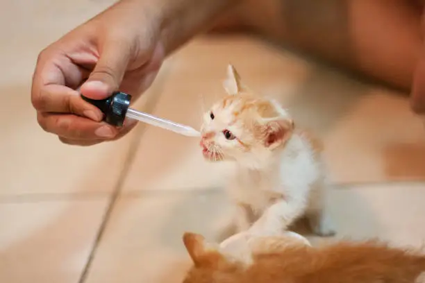 Giving milk to kitten cat via dropper because they are to young