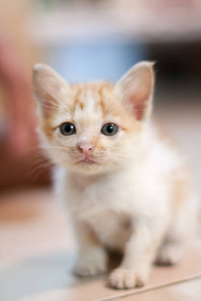 istock Cute Two month Newborn kitty kitten cat sitting on the floor 1096986052