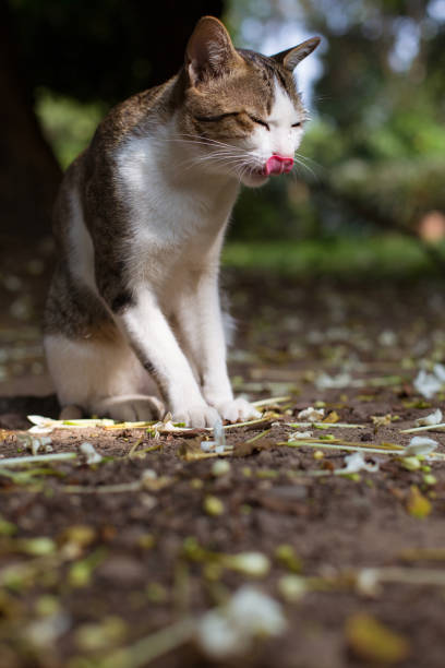 istock Cat licking his nose at outdoor in backyard 1096986184