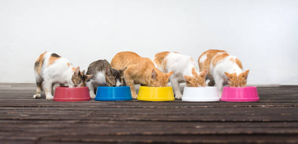 Cat Ranger. Five color of bowl with food eaten by cats in low angle view stock photo
