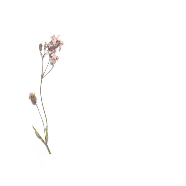 istock Dried summer flowers. Wildflower Herbarium. 1096986374