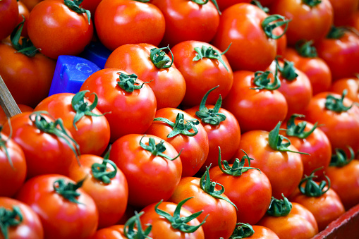Background of tomatoes in a row