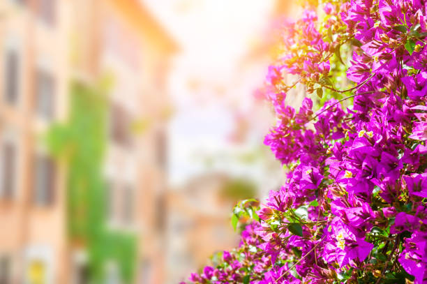 Blooming pink flowers on the street in Rome, Italy. Blurred background, copy space