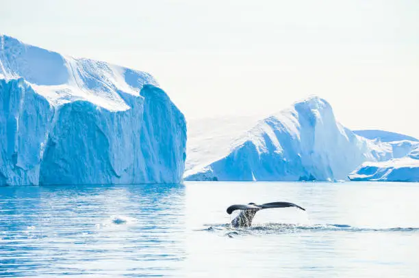 Photo of Humpback whale tail near the icebergs in Ilulissat icefjord, Greenland