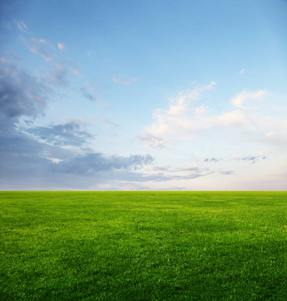istock Image of green grass field and light blue sky with copyspace 1096996712