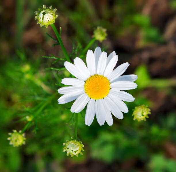 camomile daisy flowers. summer daisies. flower as a nature background texture. - 2281 imagens e fotografias de stock