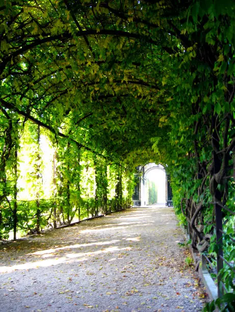 Photo of arched green arbor pathway in green and yellow