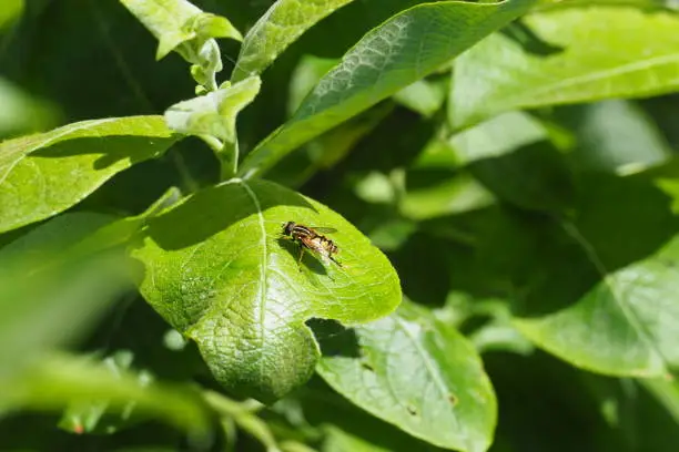 Sunbathing Hoverfly on leaf