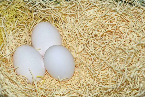 istock Close-up of three white eggs in a dry hay 1097002802