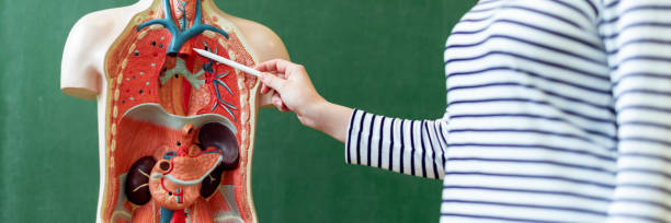 Young female teacher in biology class, teaching human body anatomy, using artificial body model to explain internal organs. Finger pointing to blood vessels system. Young female teacher in biology class, teaching human body anatomy, using artificial body model to explain internal organs. Finger pointing to blood vessels system. biology class stock pictures, royalty-free photos & images