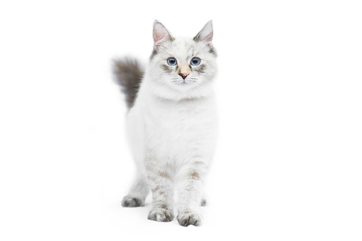 Siberian cat breed of Neva Masquerade. Posing in front of white background.