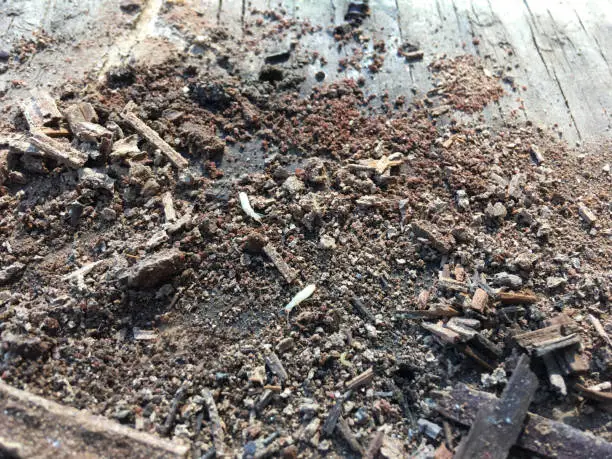 Photo of Destroyed treated wood post infested with Subterranean termites