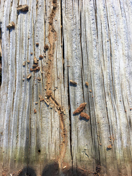 Subterranean termites with channel in wood and mud tube that was covering it removed to expose a couple of the insects. Photo taken at  Blackwater River state forest, Munson, Florida. Photo taken with iPhone 6s Plus.