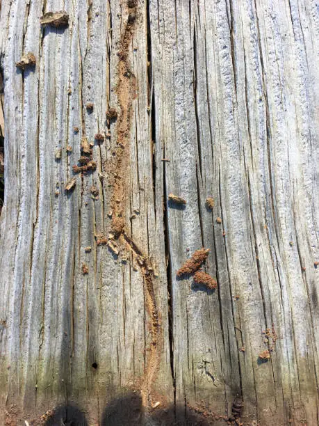 Photo of Channel and mud tube on treated post infested with Subterranean termites