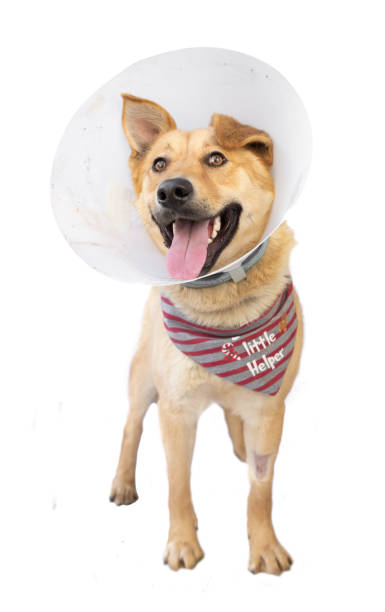 istock A dog wearing safety satellite 1097008770