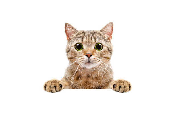 Adorable Scottish Straight cat, peeking from behind a banner stock photo