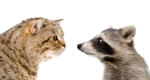 istock Curious cat Scottish Straight and funny raccoon 1097008982