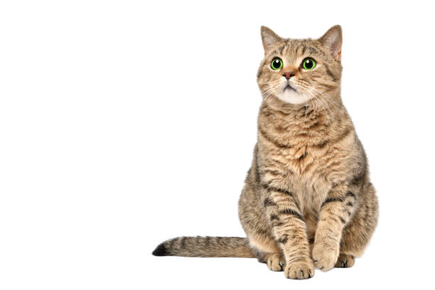istock Cute Cat Scottish Straight sitting isolated on white background 1097008998