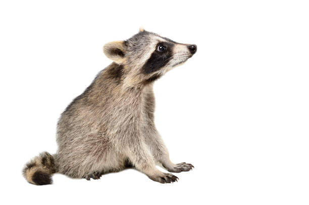 istock Curious raccoon sitting isolated on white background, side view 1097009032