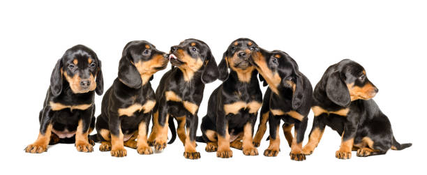 istock Cute puppies together isolated on white background 1097009212