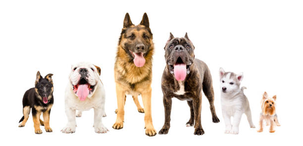 istock Dogs of different breeds standing together isolated on white background 1097009246