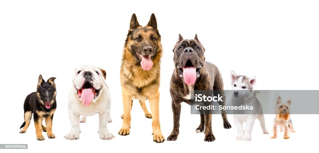 Dogs of different breeds standing together isolated on white background Purebred Dog Stock Photo