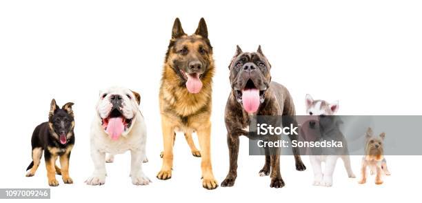 Dogs Of Different Breeds Standing Together Isolated On White Background Stock Photo - Download Image Now