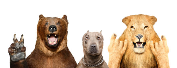 Funny animals showing gestures, isolated on white background Funny animals showing gestures, isolated on white background dog group of animals three animals happiness stock pictures, royalty-free photos & images