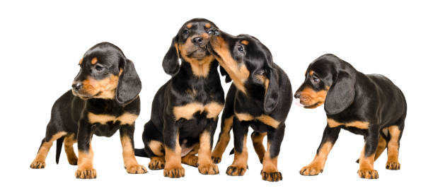 istock Four cute puppies together isolated on white background 1097009350