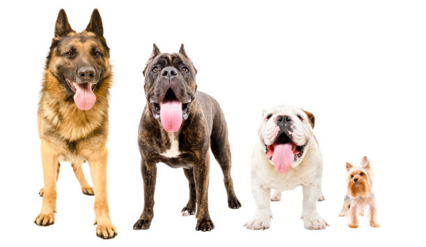 istock Four dogs standing together isolated on white background 1097009418
