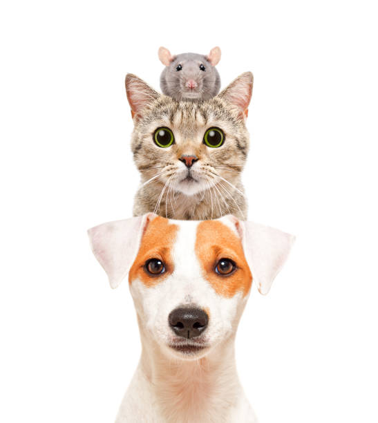 funny portrait of cute pets, isolated on white background - pets curiosity cute three animals imagens e fotografias de stock