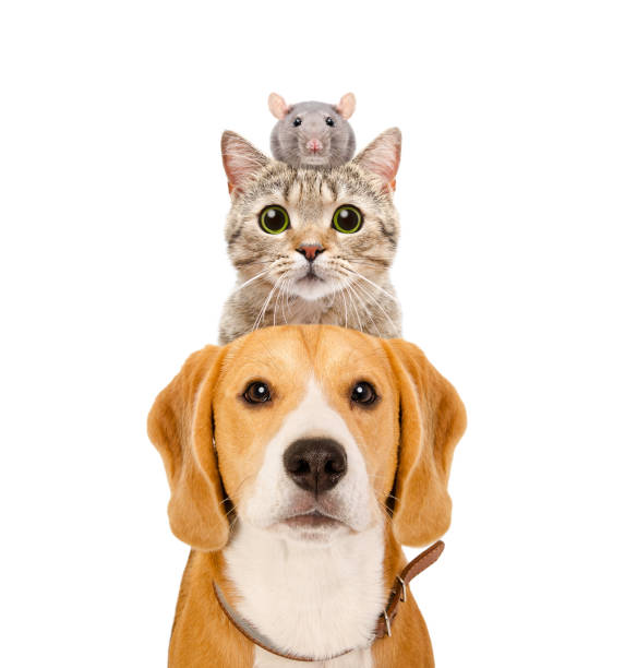 divertido retrato de mascotas aislado sobre fondo blanco - dog domestic cat group of animals pets fotografías e imágenes de stock