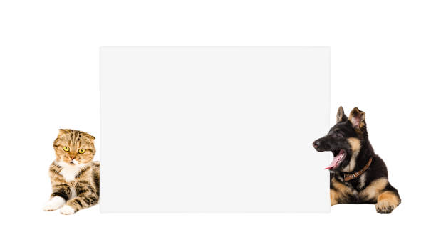 istock German Shepherd puppy and cat Scottish Fold, lying behind a banner 1097009488