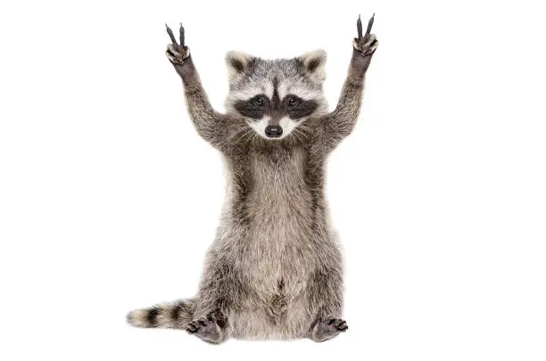 Photo of Funny raccoon, showing a sign peace, isolated on white background