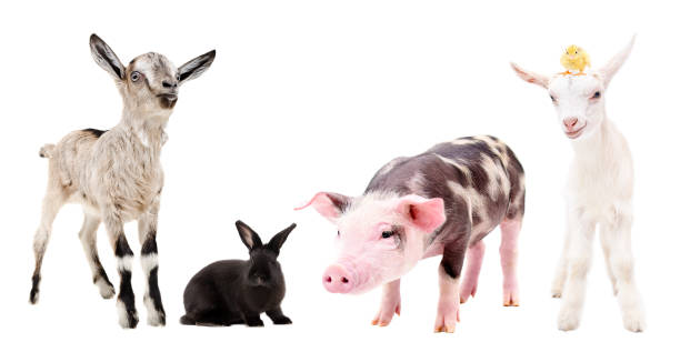 istock Group of curious farm animals isolated on white background 1097009592