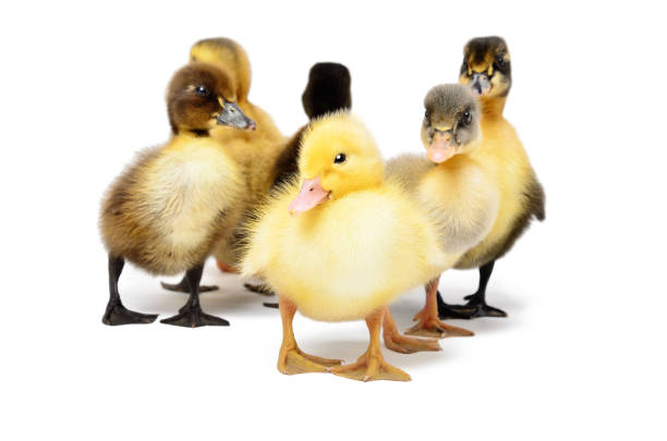 istock Group of little cute ducklings isolated on white background 1097009614