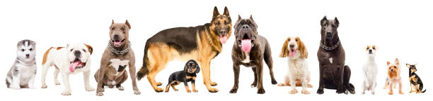istock Group of eleven cute dogs isolated on white background 1097009620