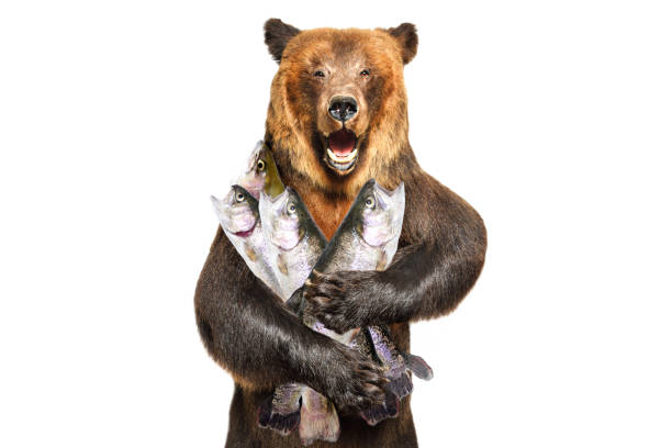 portret niedźwiedzia brunatnego trzymającego w łapach pstrąga wyizolowanego na białym tle - big bear zdjęcia i obrazy z banku zdjęć