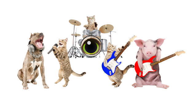 istock Performance of animals musicians 1097009776
