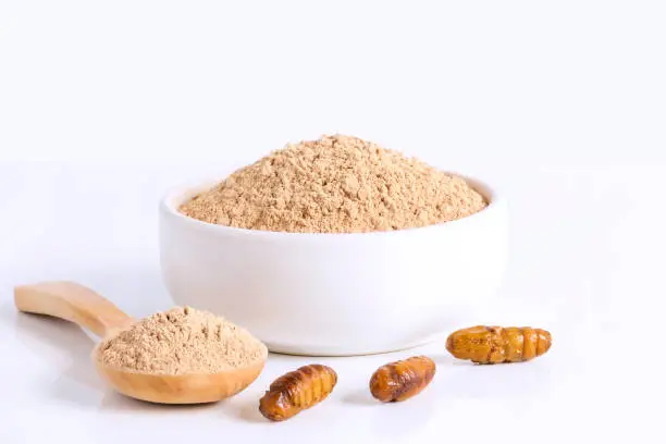 Silkworm Pupae (Bombyx Mori) Flour powder insects for eating as food items made of cooked insect meat in bowl and spoon on white background is good source of protein edible for entomophagy concept.