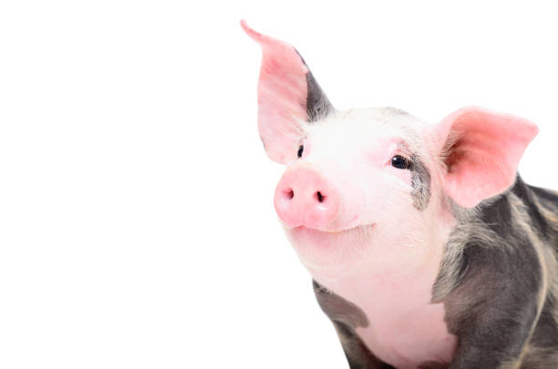 Portrait of a cute cheerful pig stock photo