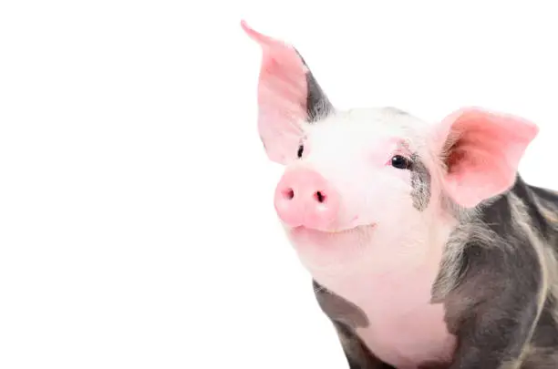 Photo of Portrait of a cute cheerful pig