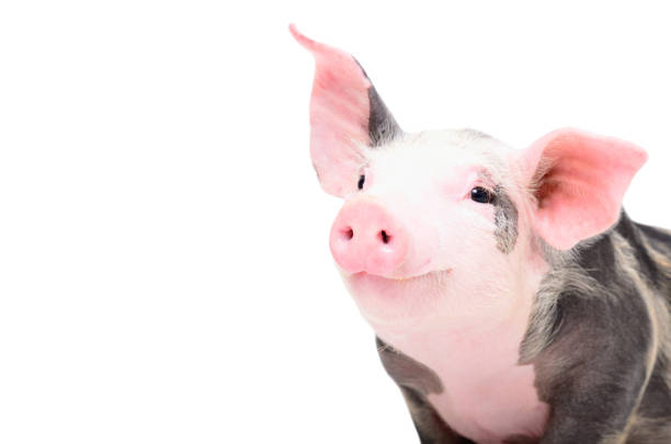 portrait of a cute cheerful pig - pig imagens e fotografias de stock