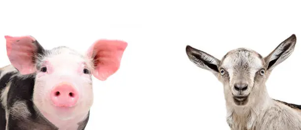 Photo of Portrait of a cute pig and a grey goat, closeup, isolated on white background