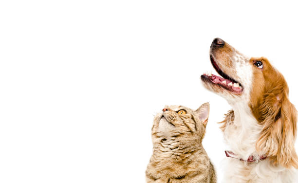 Portrait of a dog Russian Spaniel and cat Scottish Straight Portrait of a dog Russian Spaniel and cat Scottish Straight Isolated on white background tabby cat photos stock pictures, royalty-free photos & images