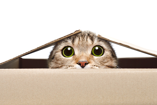 Retrato de un gato divertido mirando fuera de la caja photo