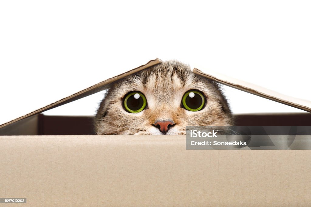 Portrait of a funny cat looking out of the box Portrait of a funny cat looking out of the box Isolated on white background Domestic Cat Stock Photo